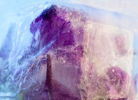 Frozen  fresh beautiful   flower of     iris  and air bubbles in the ice  cubeの写真素材