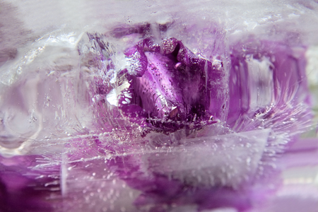 Frozen  fresh beautiful   flower of   gladiolus  and air bubbles in the ice  cubeの写真素材