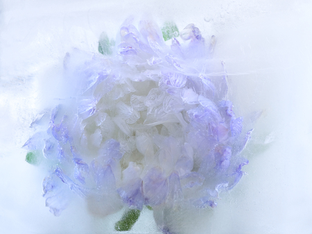 Frozen  fresh beautiful   flower of   aster  and air bubbles in the ice  cubeの写真素材
