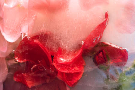 Frozen  fresh beautiful   flower of   geranium  and air bubbles in the ice  cubeの写真素材