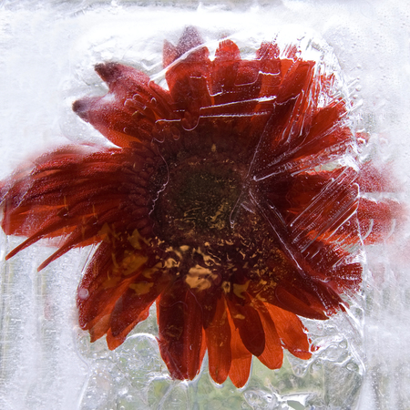 Frozen  fresh beautiful   flower of   Gerbera  and air bubbles in the ice  cubeの写真素材
