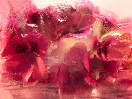 Frozen  fresh beautiful   flower of   geranium  and air bubbles in the ice  cubeの写真素材
