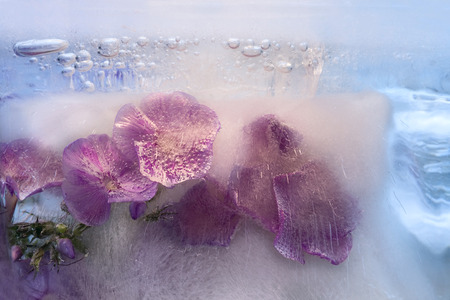 Frozen  fresh beautiful   flower of   phlox  and air bubbles in the ice  cubeの写真素材