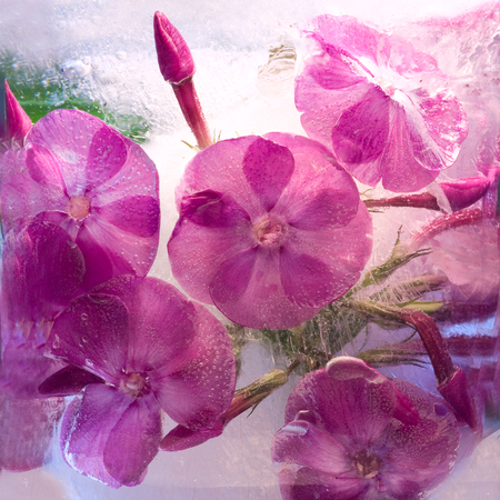 Frozen  fresh beautiful   flower of   phlox  and air bubbles in the ice  cubeの写真素材