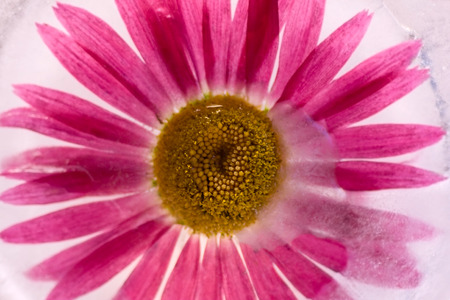 Frozen  fresh beautiful   flower of   chrysanthemum  and air bubbles in the ice  cube