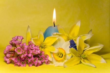 blue easter cande with   narcissus, bergenia and tulips on yellow backgroundの写真素材