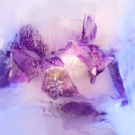 Frozen  fresh beautiful   flower of     iris  and air bubbles in the ice  cubeの写真素材