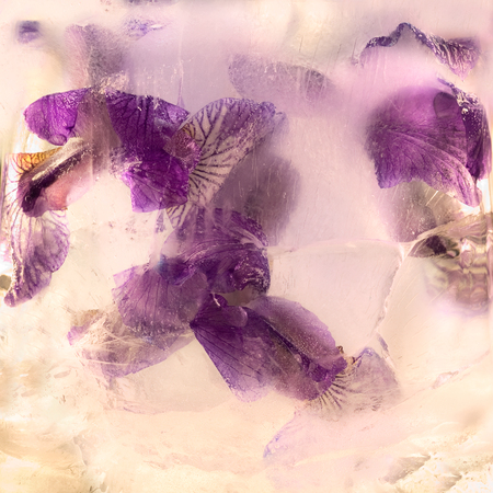 Frozen  fresh beautiful   flower of     iris  and air bubbles in the ice  cubeの写真素材