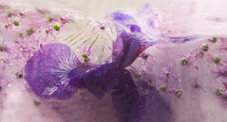 Frozen  fresh beautiful   flower of     iris  and air bubbles in the ice  cube