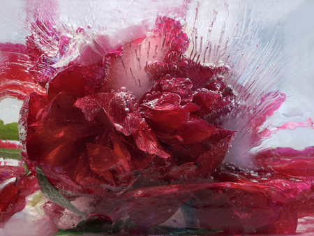 Frozen  fresh beautiful   flower of    peony  and air bubbles in the ice  cubeの写真素材