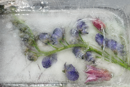 Frozen  fresh beautiful   flower of   aconite and air bubbles in the ice  cubeの写真素材