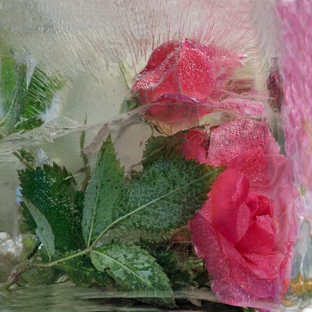 Frozen  fresh beautiful   flower of   rosa and air bubbles in the ice  cubeの写真素材