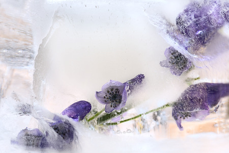 Frozen  fresh beautiful   flower of   aconite and air bubbles in the ice  cubeの写真素材