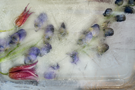 Frozen  fresh beautiful   flower of   aconite and air bubbles in the ice  cubeの写真素材