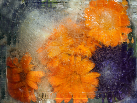 Frozen  fresh beautiful   flower of   calendula, and air bubbles in the ice  cubeの写真素材