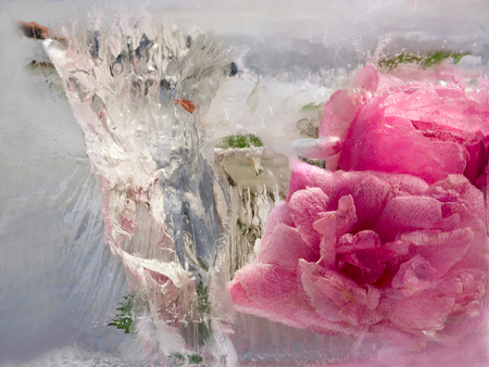 Frozen  fresh beautiful   flower of   rosa and air bubbles in the ice  cubeの写真素材