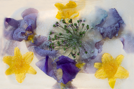 Frozen  fresh beautiful   flower of     iris  and air bubbles in the ice  cubeの写真素材
