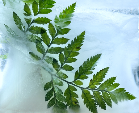 geen leaf frozen in ice, art winter background.の写真素材