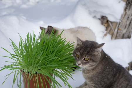 Green grass in a flowerpot. Cat eating grass usefulの写真素材