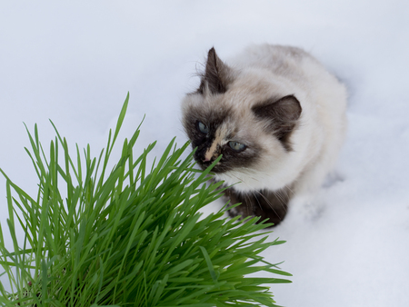 Green grass in a flowerpot. Cat eating grass usefulの写真素材