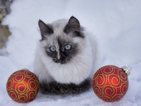 Magic cat with red christmas ball on snow background の写真素材