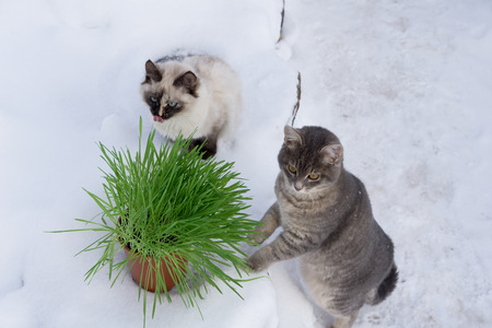 Green grass in a flowerpot. Cat eating grass usefulの写真素材