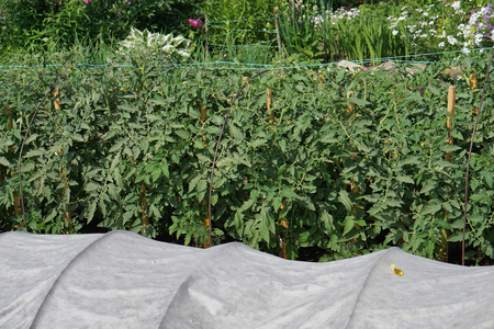 green leaves of tomatoes on bed.Young plants.の写真素材