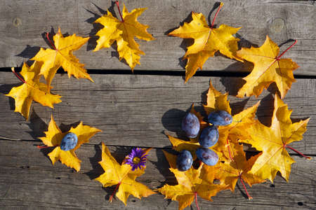 yellow autumn leaves of maple and blue  maple in circle pattern on woooden  rustic background