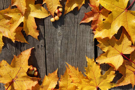 yellow autumn leaves of maple and mini apple in circle pattern on woooden  rustic background