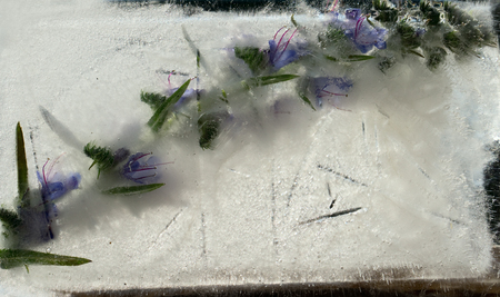 Background of blue flower with green leaves frozen in ice cube with air bubbles.の写真素材