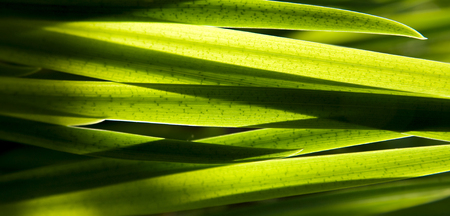 Fresh Green  Leaves. Iris