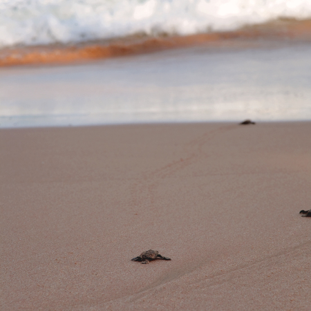 Loggerhead sea turtle emergence: the turtles emerge in a group and proceed to crawl down the beach to the waterの写真素材