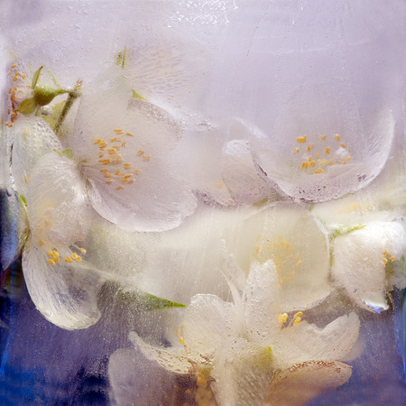 Frozen  fresh beautiful   flower of  jessamine  and air bubbles in the ice  cubeの写真素材
