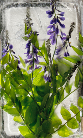 Background of blue  pea flower  with green leaves frozen in ice   cube with air bubblesの写真素材