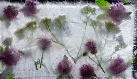 Background of   clover and   vmilfoil  flower  and green leaves  in ice   cube with air bubblesの写真素材