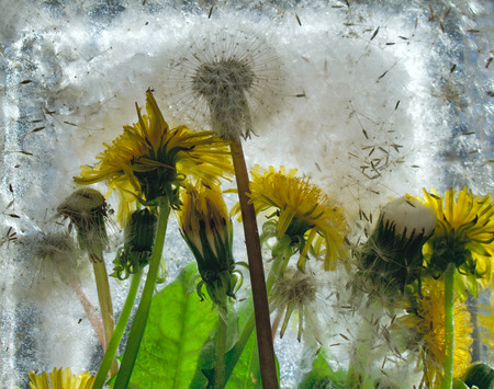 Background of of yellow dandelion flower  with green leaves frozen in ice   cube with air bubblesの写真素材