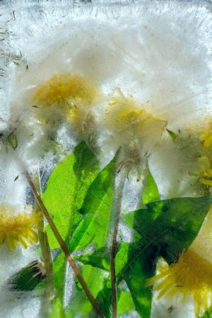Background of of yellow dandelion flower  with green leaves frozen in ice   cube with air bubblesの写真素材