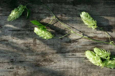 Hop twigs frame over wooden cracked table background. Vintage toned. Beer ingredients. Beautiful...