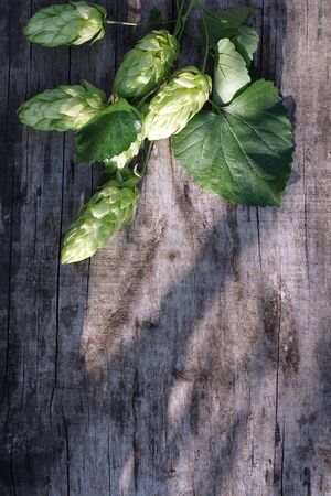 Hop twigs frame over wooden cracked table background. Vintage toned. Beer ingredients. Beautiful fresh-picked whole hops with green leaves border design close-up. Brewing flat lay concept.の写真素材