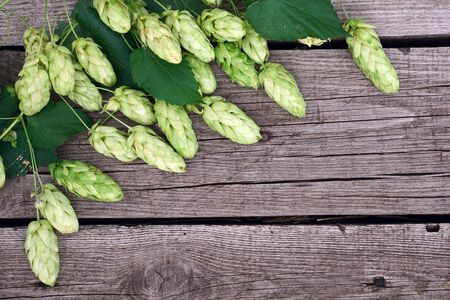 Hop twigs frame over wooden cracked table background. Vintage toned. Beer ingredients. Beautiful...