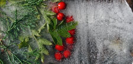Background of red berry of hawthorn and twig of juniper   in ice   cube with air bubbles. Happy new...