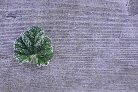 Frosty green Leaf of   geranium on  wooden background with snow in garden