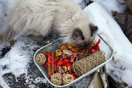 Christmas decoration red ball and ball from twig, dry apple, gift boxes in craft paper and packing twine  in metal box on   background with snow and Persian cat . Christmas, New year gift wrapping.の写真素材