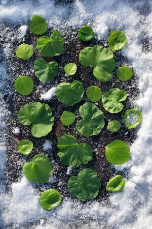 Spring card with green Leaf of   geranium on   background with snow in gardenの写真素材