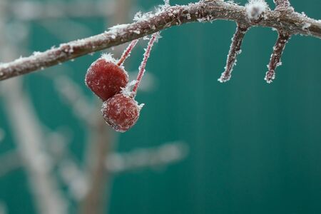 Frosty twig with small wild red apple  in gardenの写真素材