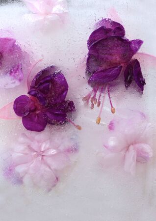 Background of    pink  balsamine and purple fuchsia flower, grain of coffee   in ice   cube with air bubbles. Flat lay consept for  valentine's day card.の写真素材