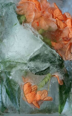 Background of orange Crossandra flower in ice   cube with air bubblesの写真素材