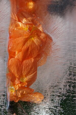 Background of orange Crossandra flower in ice   cube with air bubblesの写真素材