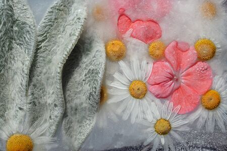 Background of  camomile, orange pelargonium and woolly leaved leaves         in ice   cube with air bubbles. Flat lay consept for  valentine's day card.の写真素材