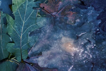 Background of     color  leaves of maple  and oak in ice   cube with air bubbles.  Flat lay  consep of autumn の写真素材